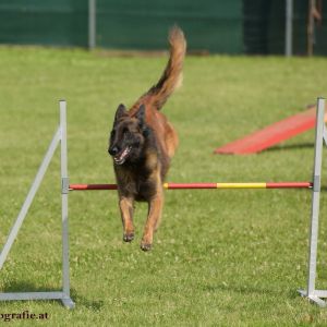 Agility Turnier des ÖSPSC