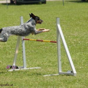 Agility Turnier des ÖSPSC