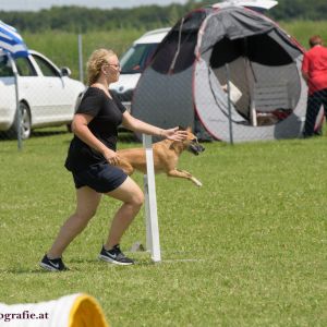 Agility Turnier des ÖSPSC