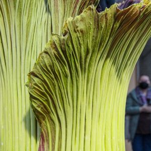 Amorphophallus_titanum_IMG_2043.jpg