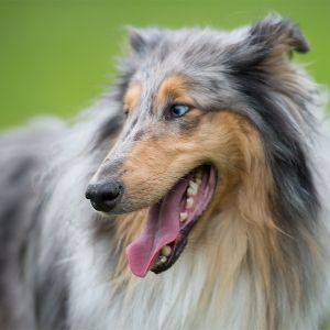 Kurzhaarcollie Treffen in Sulz im Wienerwald