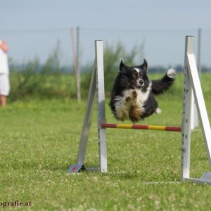 Agility Turnier des ÖSPSC