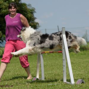 Agility Turnier des ÖSPSC