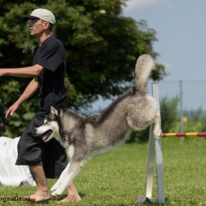 Agility Turnier des ÖSPSC