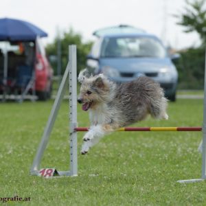 Agility Turnier des ÖSPSC