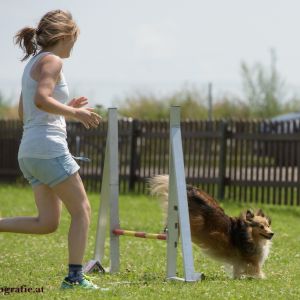 Agility Turnier des ÖSPSC