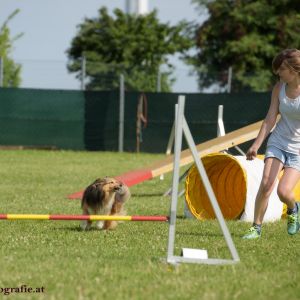 Agility Turnier des ÖSPSC