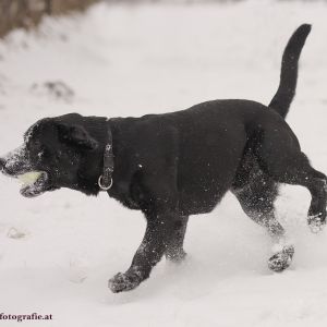 Silvester mit Hund im Hotel Grimming