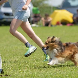 Agility Turnier des ÖSPSC