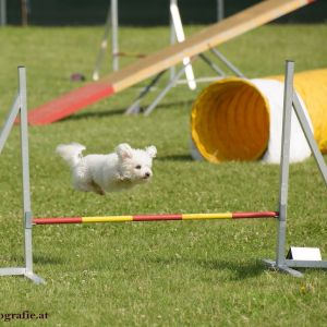 Agility Turnier des ÖSPSC