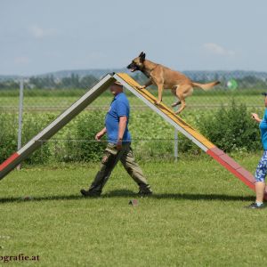 Agility Turnier des ÖSPSC