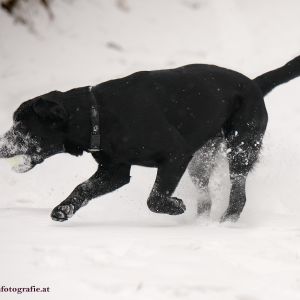 Silvester mit Hund im Hotel Grimming