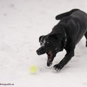 Silvester mit Hund im Hotel Grimming