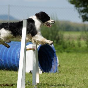 Agility Turnier des ÖSPSC