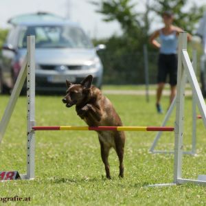 Agility Turnier des ÖSPSC