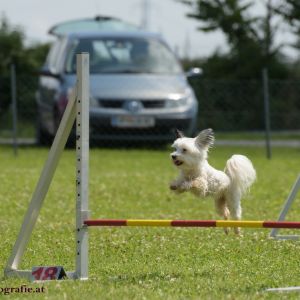 Agility Turnier des ÖSPSC