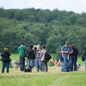 Kurzhaarcollie Treffen in Sulz im Wienerwald