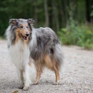 Kurzhaarcollie Treffen in Sulz im Wienerwald