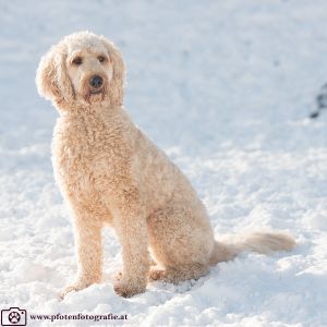 Silvester mit Hund im Hotel Grimming