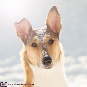 Silvester mit Hund im Hotel Grimming