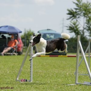 Agility Turnier des ÖSPSC