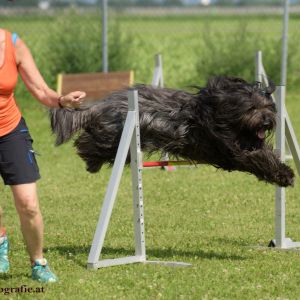 Agility Turnier des ÖSPSC