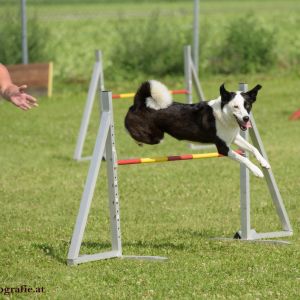 Agility Turnier des ÖSPSC