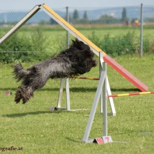 Agility Turnier des ÖSPSC