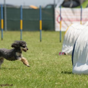 Agility Turnier des ÖSPSC