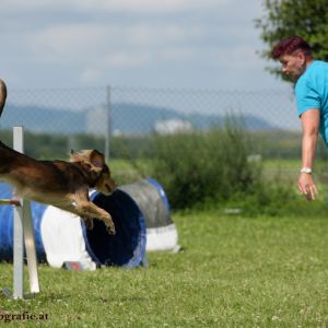 Agility Turnier des ÖSPSC