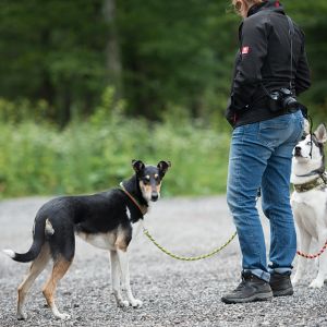 Kurzhaarcollie Treffen in Sulz im Wienerwald