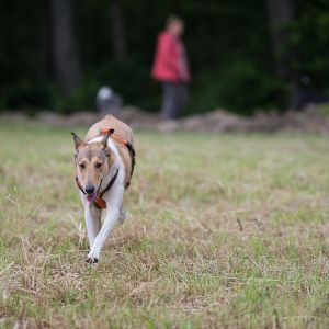 Kurzhaarcollie Treffen in Sulz im Wienerwald