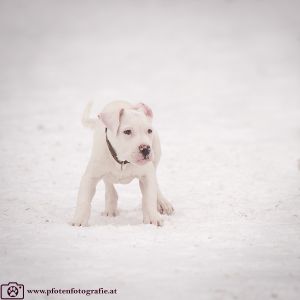 Silvester mit Hund im Hotel Grimming