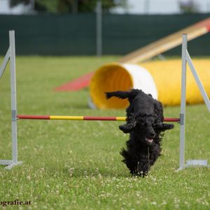 Agility Turnier des ÖSPSC