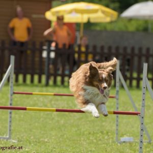 Agility Turnier des ÖSPSC