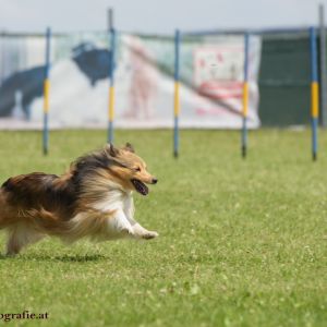 Agility Turnier des ÖSPSC