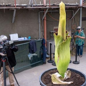 Amorphophallus_titanum_DSCF4858.jpg