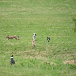 Kurzhaarcollie Treffen in Sulz im Wienerwald