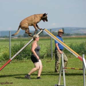 Agility Turnier des ÖSPSC