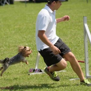 Agility Turnier des ÖSPSC