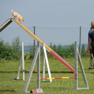 Agility Turnier des ÖSPSC