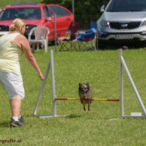 Agility Turnier des ÖSPSC