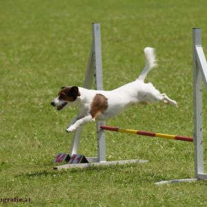 Agility Turnier des ÖSPSC