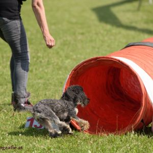 Agility Turnier des ÖSPSC