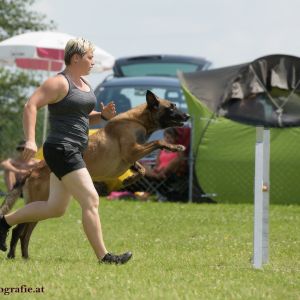 Agility Turnier des ÖSPSC