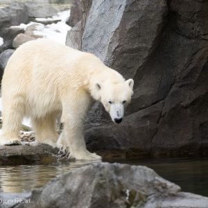 Eisbär