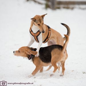 Silvester mit Hund im Hotel Grimming