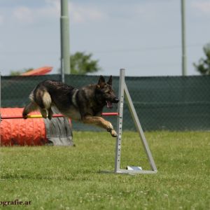 Agility Turnier des ÖSPSC