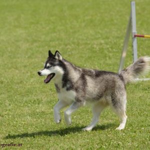 Agility Turnier des ÖSPSC