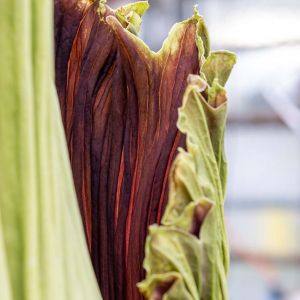 Amorphophallus_titanum_DSCF4822.jpg